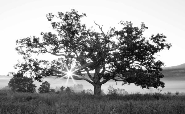 Walpack Oak #2